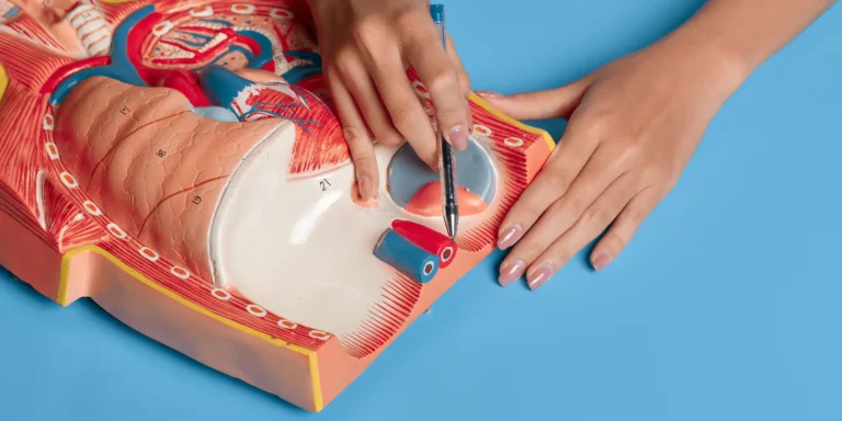 vascular surgeon points out a vein on a model