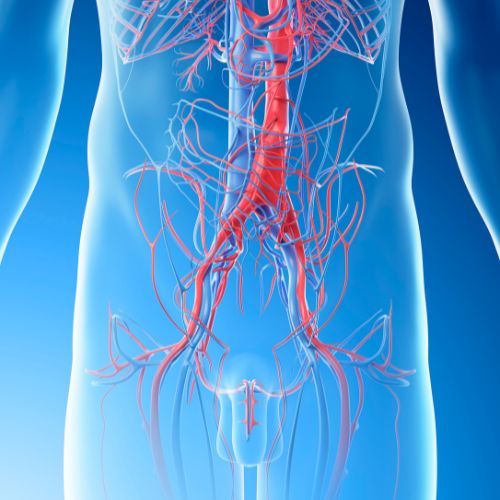 Computer illustration of abdominal blood vessels