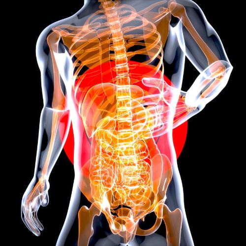 3D rendering of human torso with spine and midsection highlighting pain