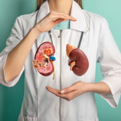 Doctor with CG kidney models floating between her hands