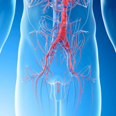 CGI of abdominal blood vessels