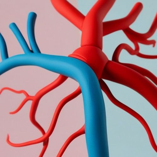 connected veins and arteries highlighting how they work together